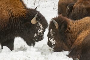 bison together in nature at alcan 5000 winter rally